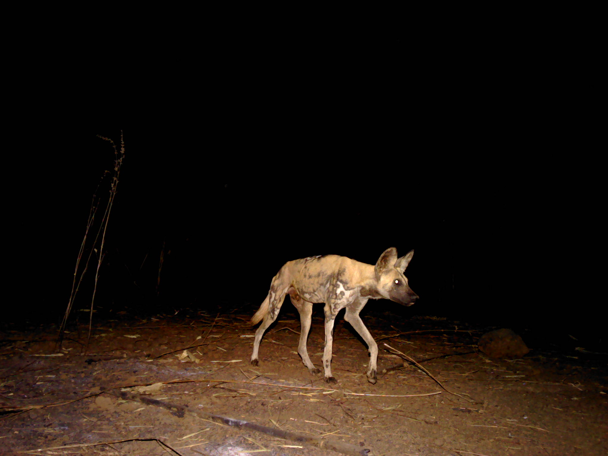 Wild dog