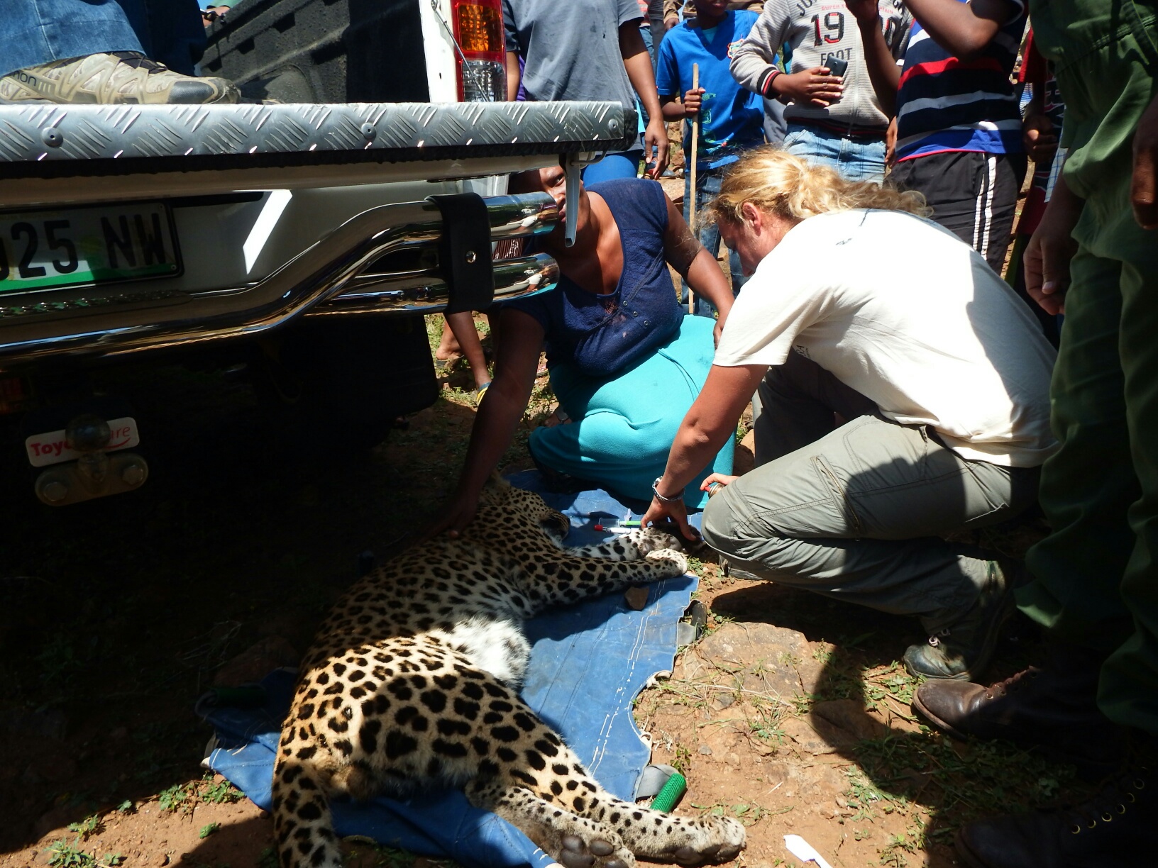 leopard