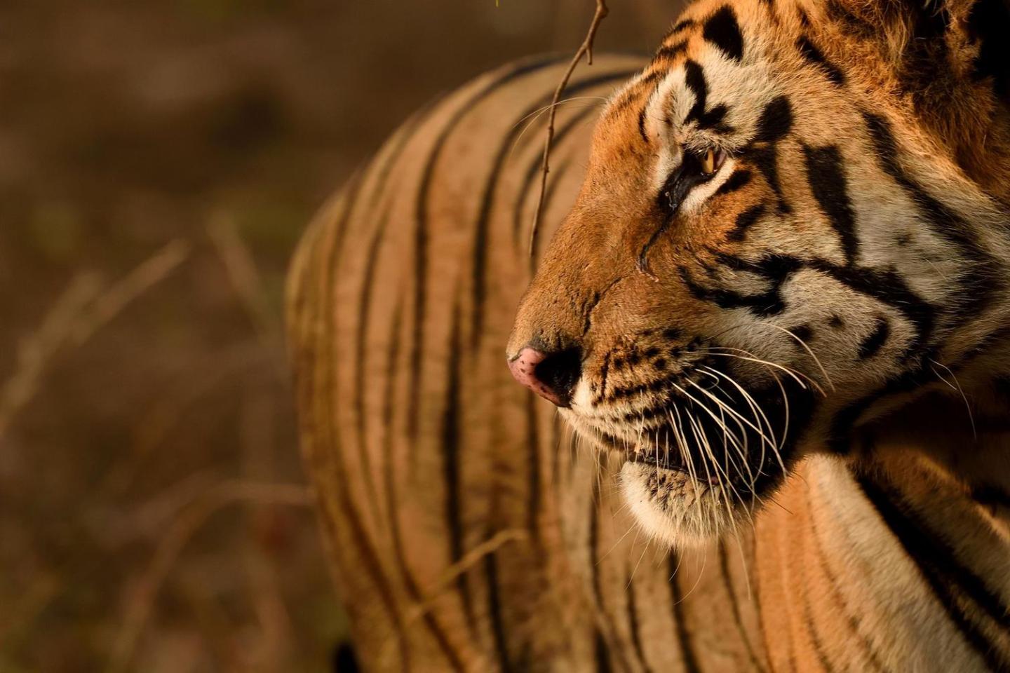 Tiger in Tadoba-Andhari National Park, India