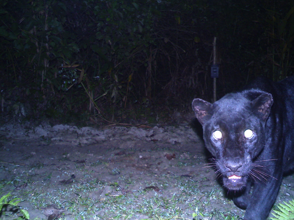 Black panther