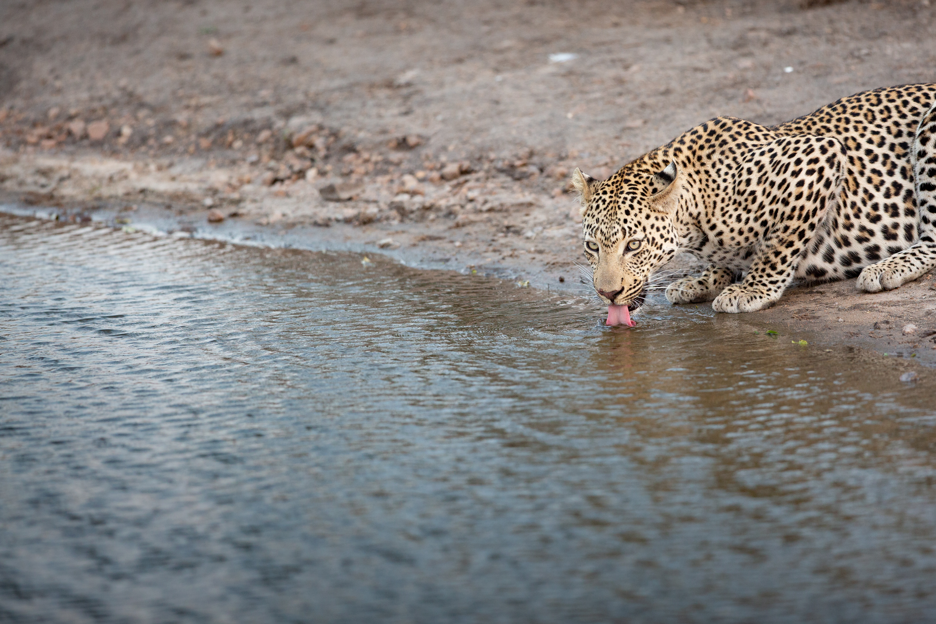 Drinking