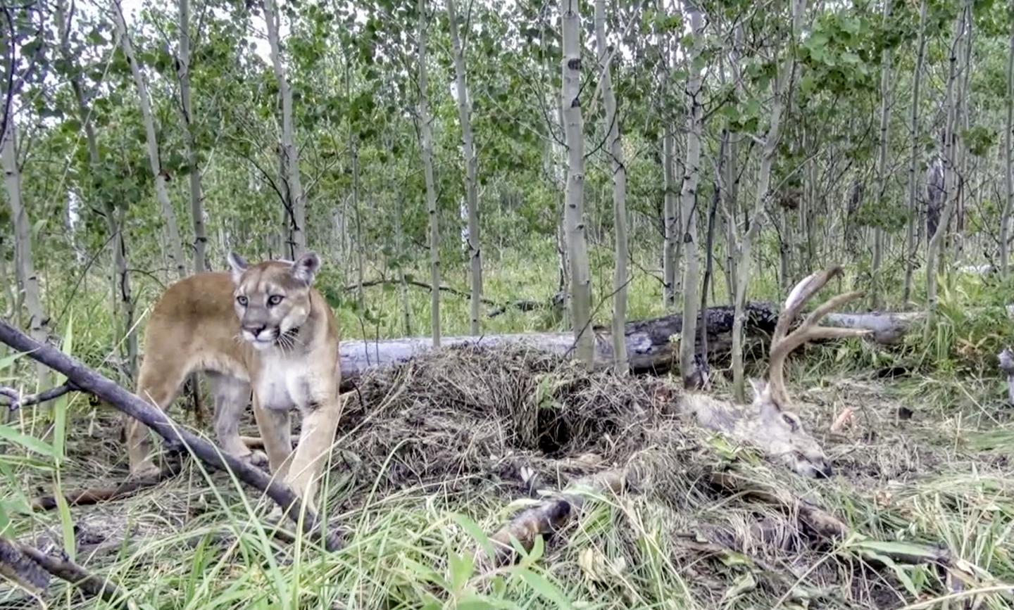 Puma with buck