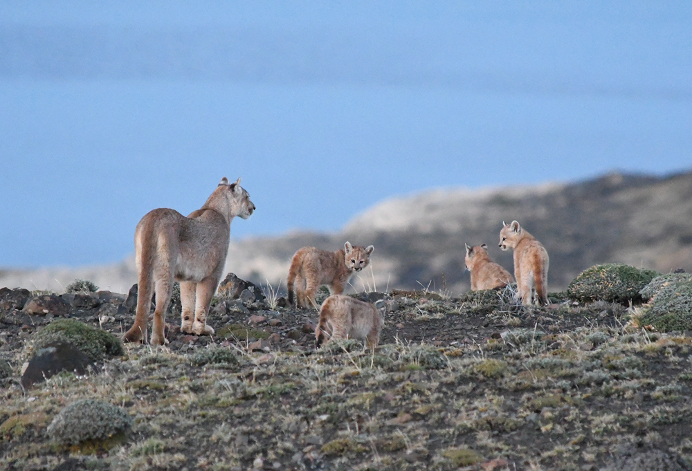 Mother with kittens