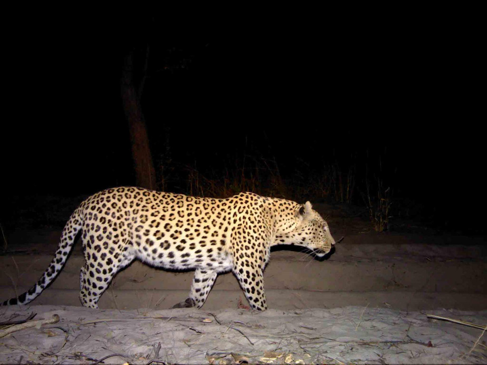 Leopard
