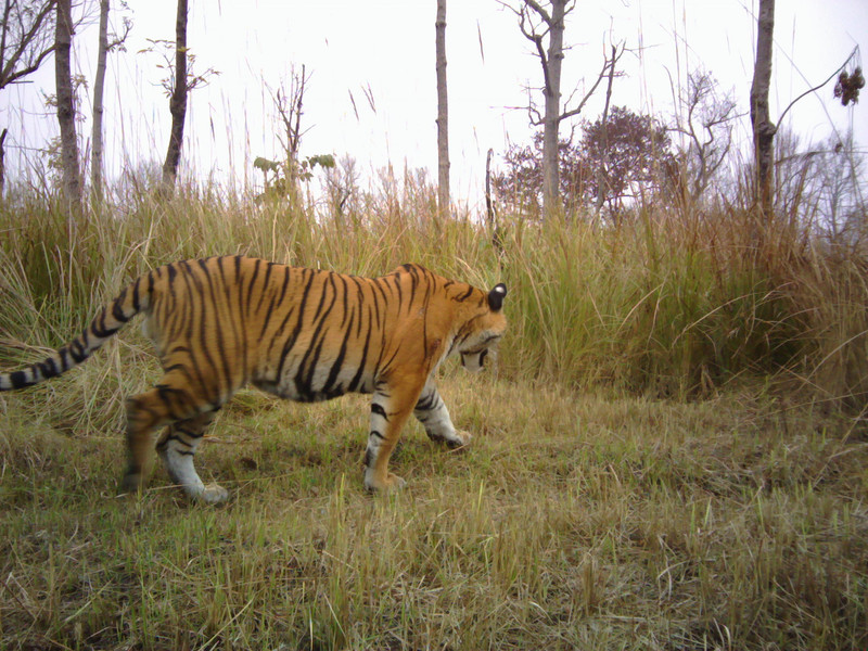 Tiger 3