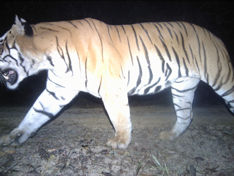 Tiger 2