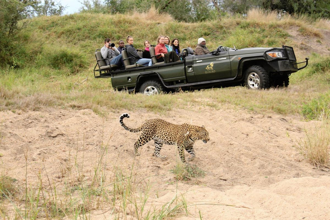 Leopard in Sabi Sands