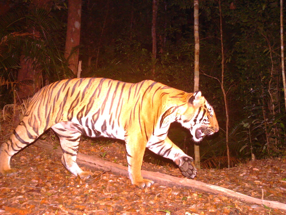 Malayan tiger