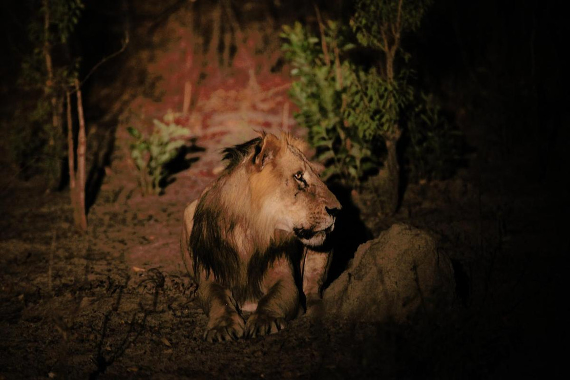 Lion in West Africa