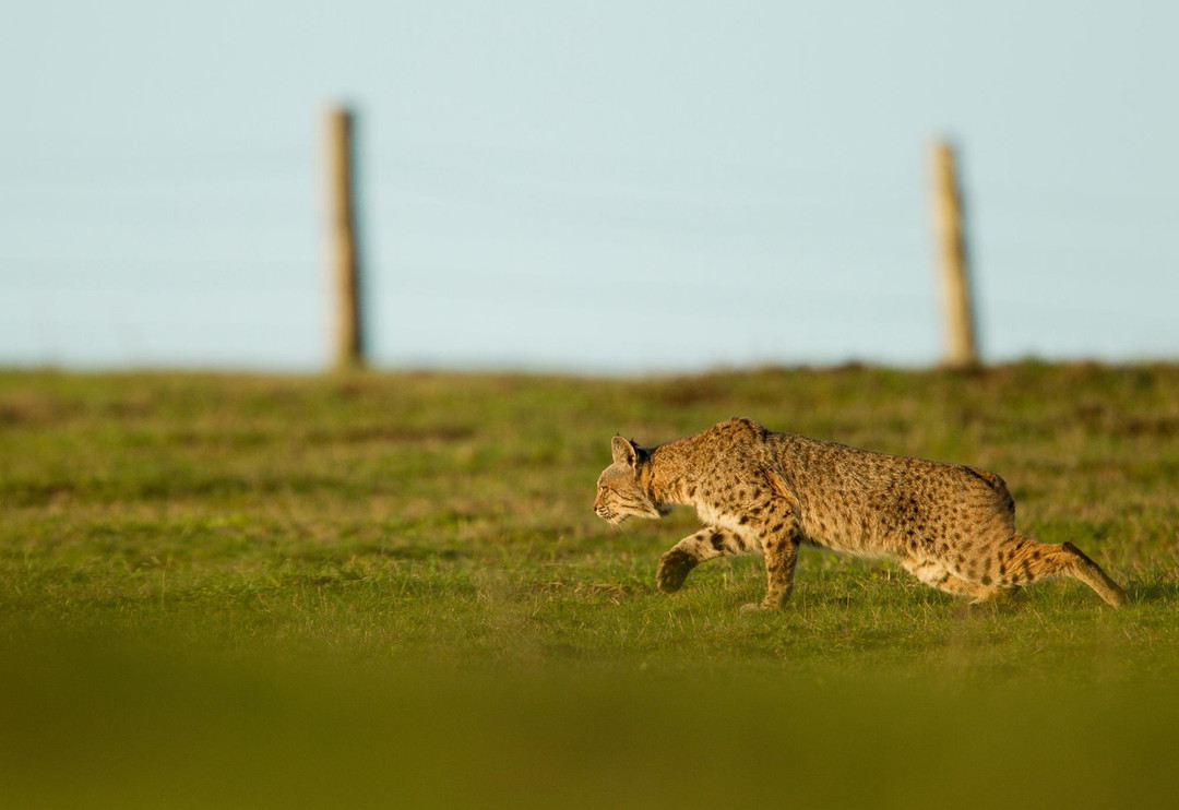 Bobcat