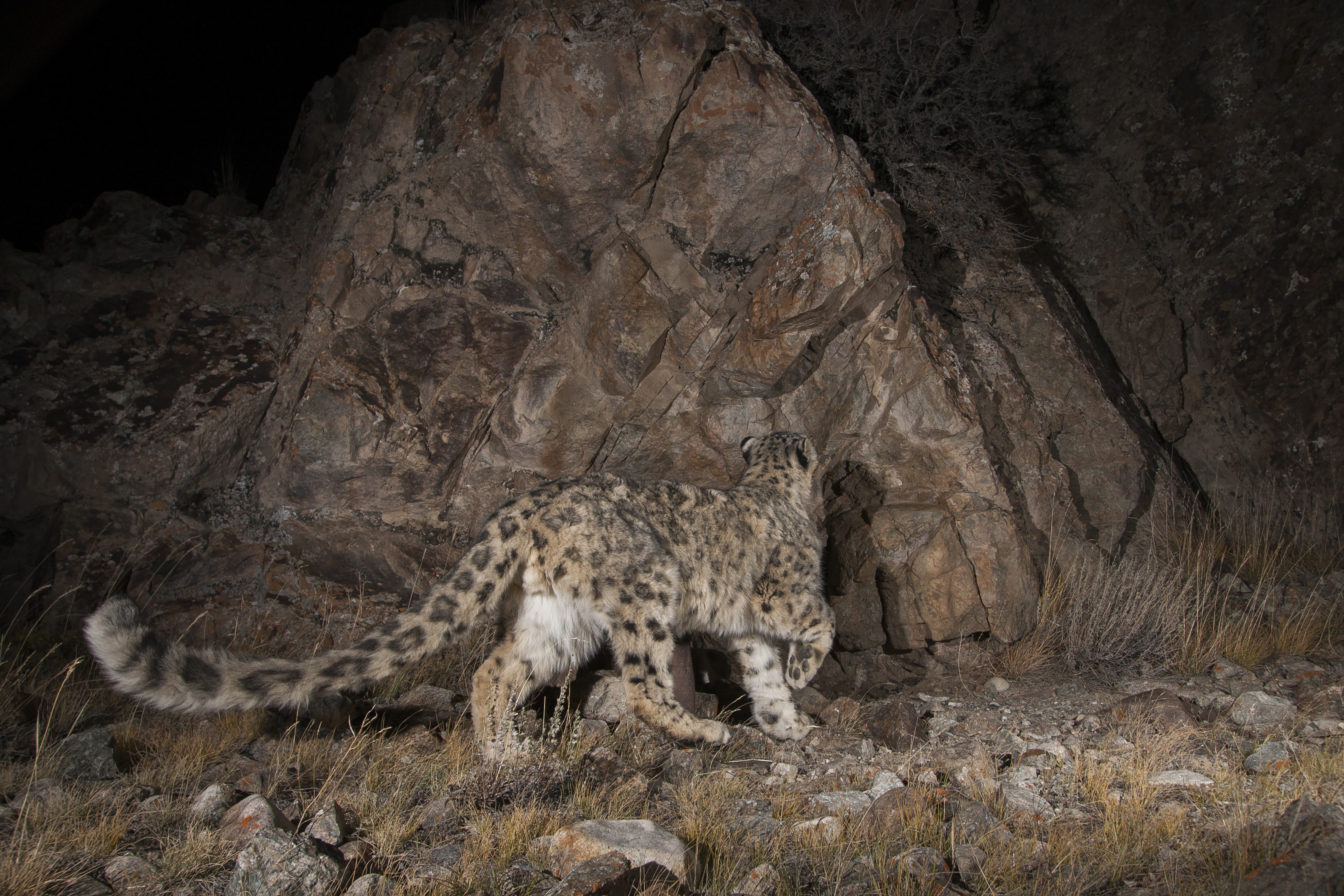 Snow leopard Kennerknecht 2
