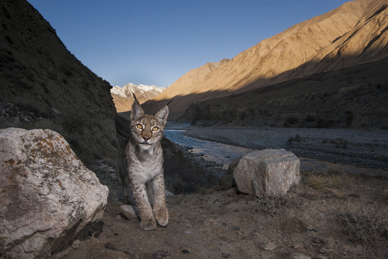 eURASIAN LYNX