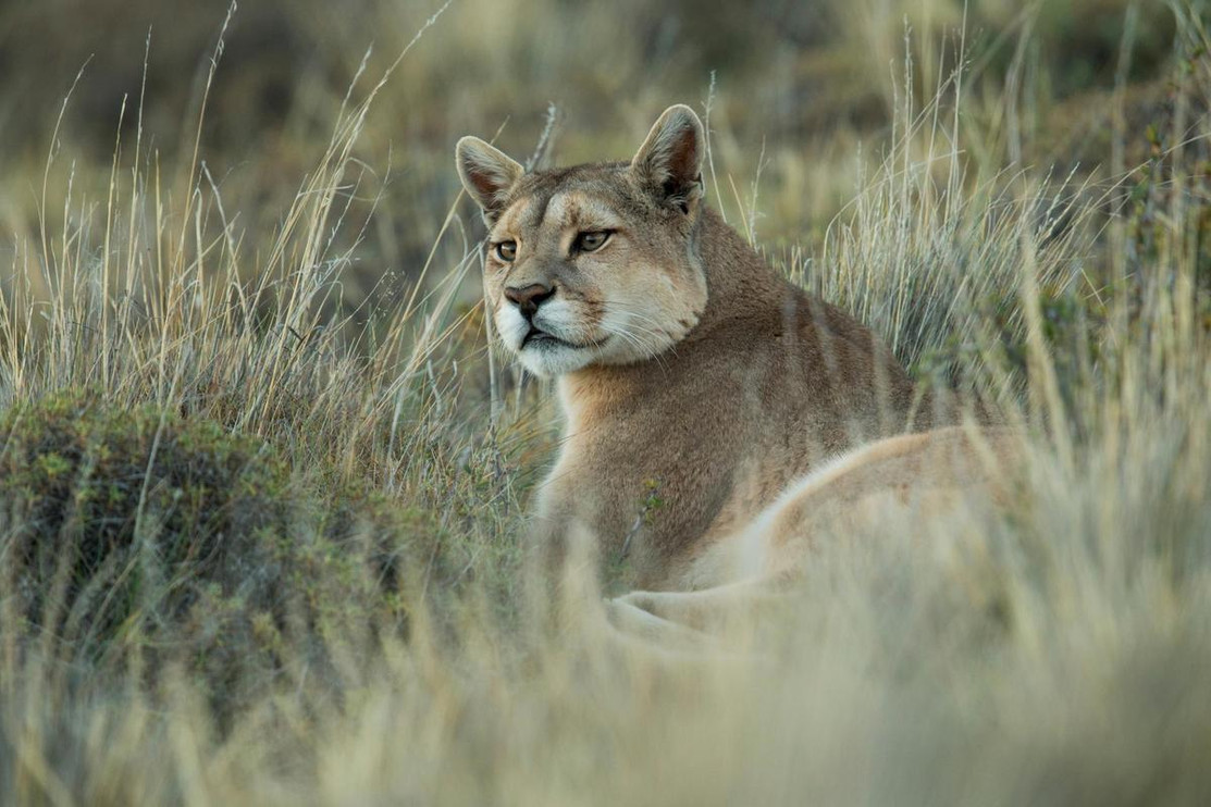 Puma