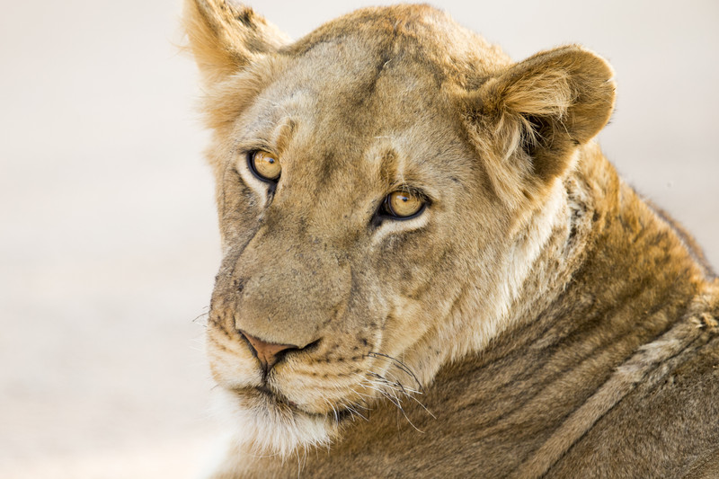 Lioness