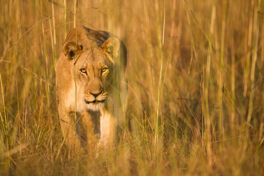 African lion