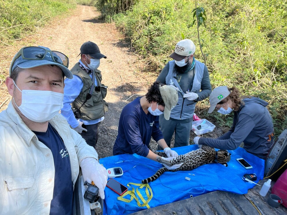 Collaring an ocelot in Brazil