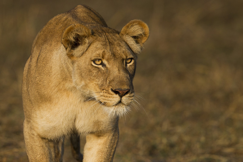 Lioness