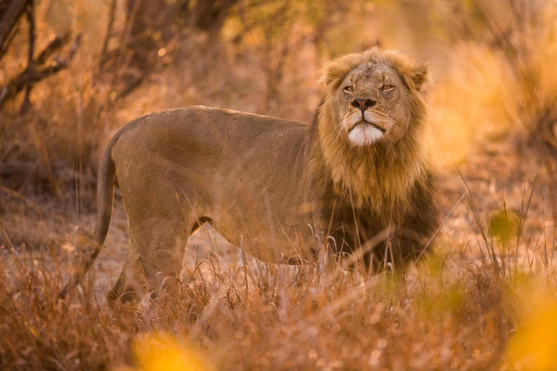 Lions