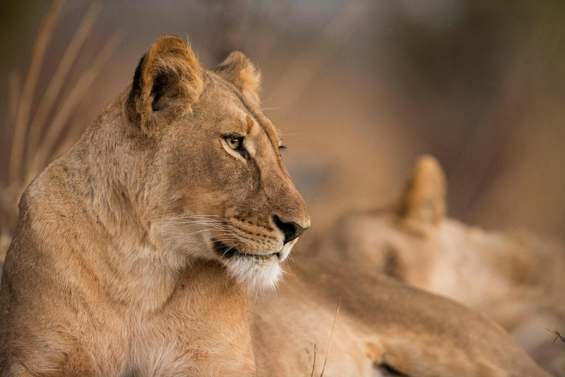 Lion