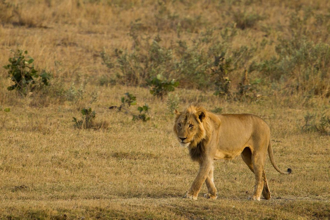 Lion 2