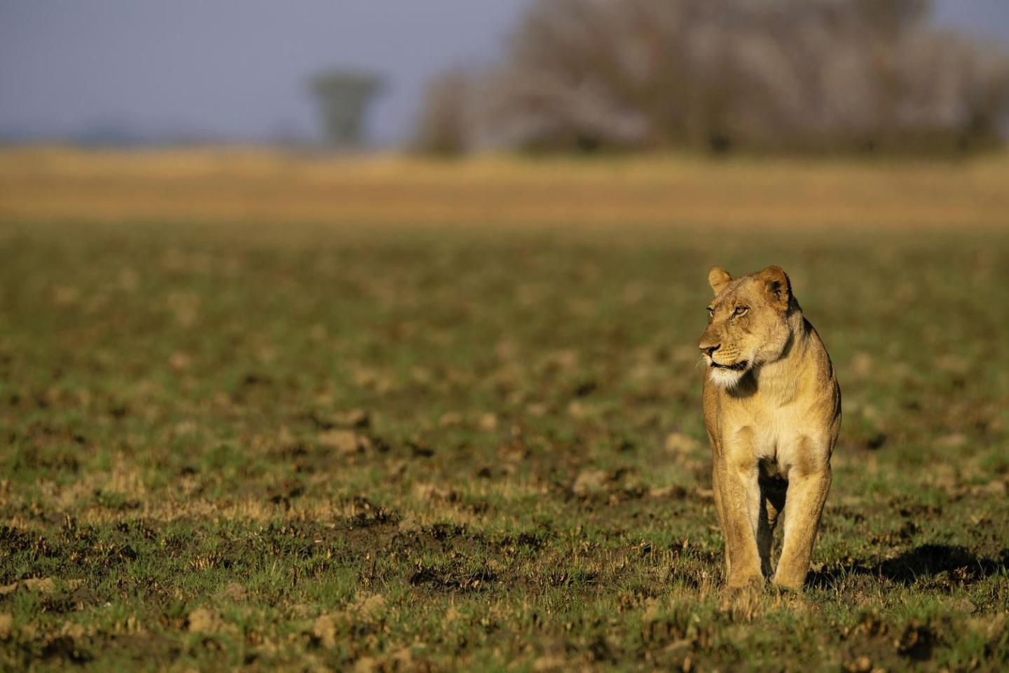 Lion