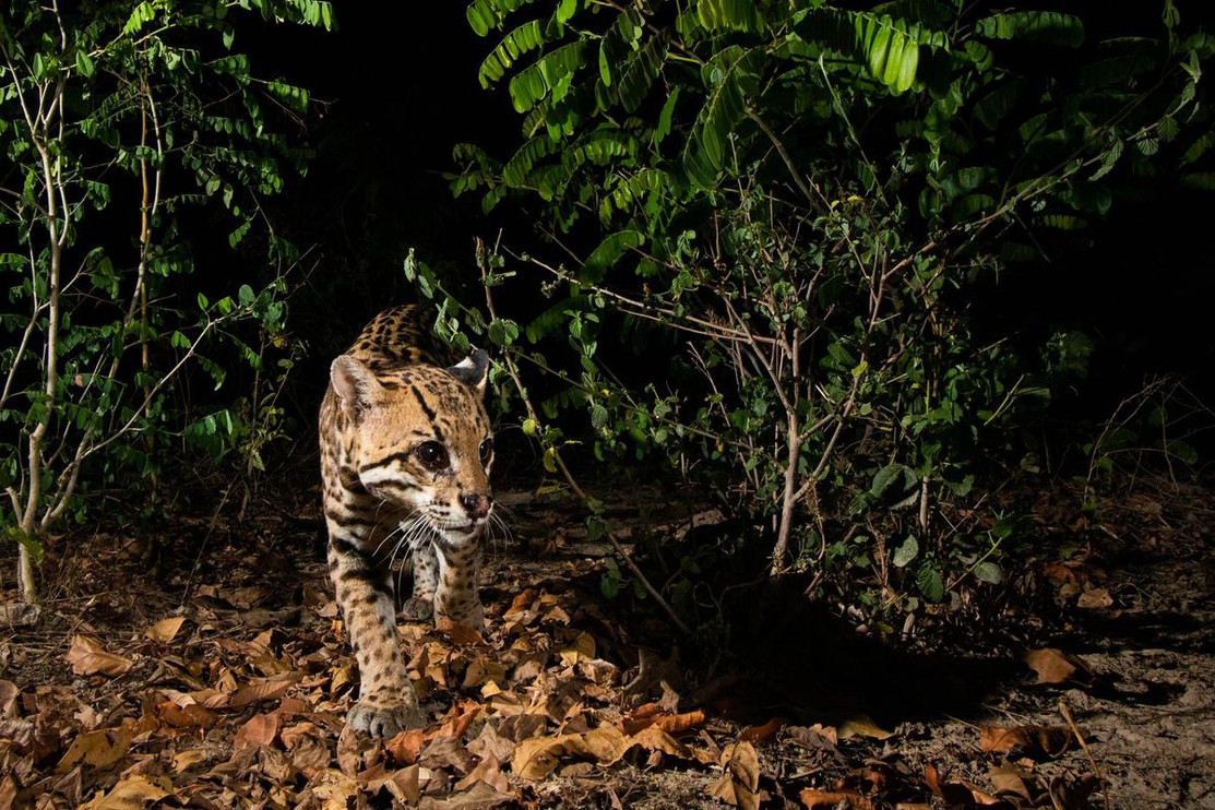 Ocelot