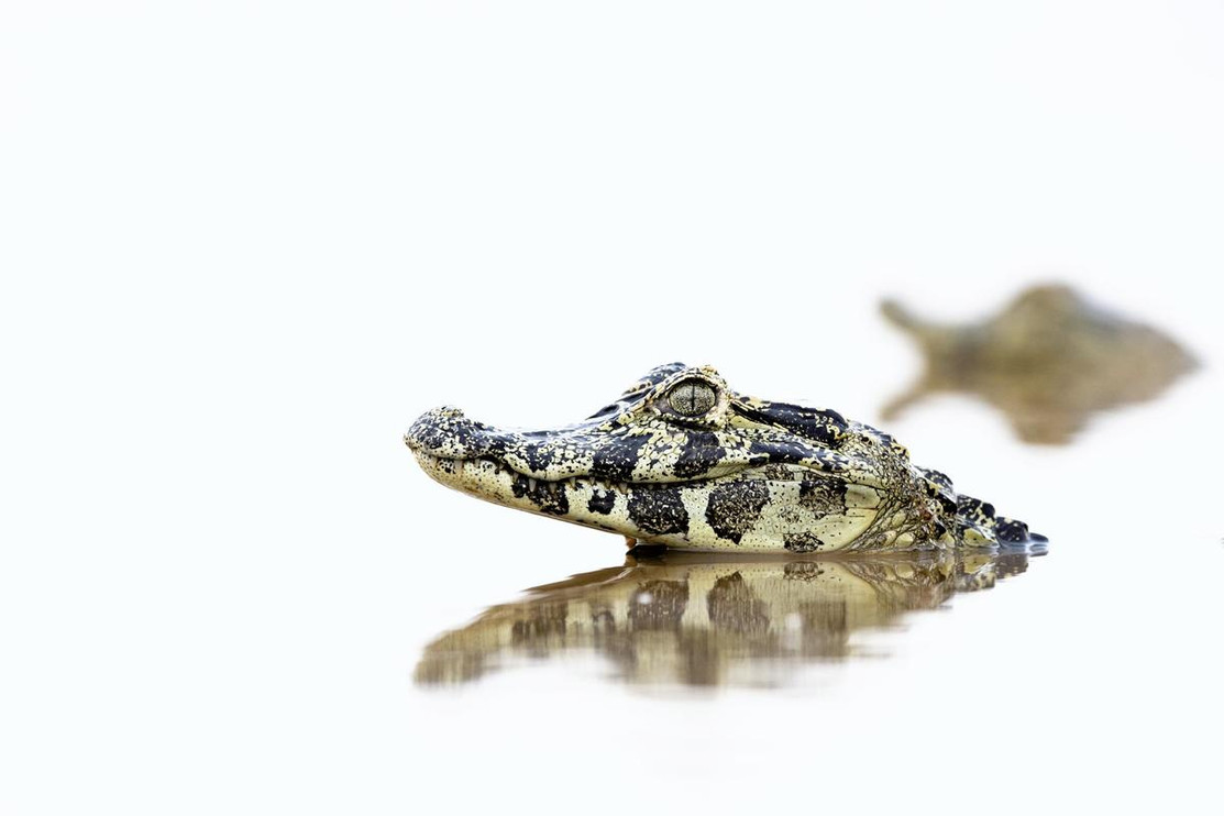 Caiman