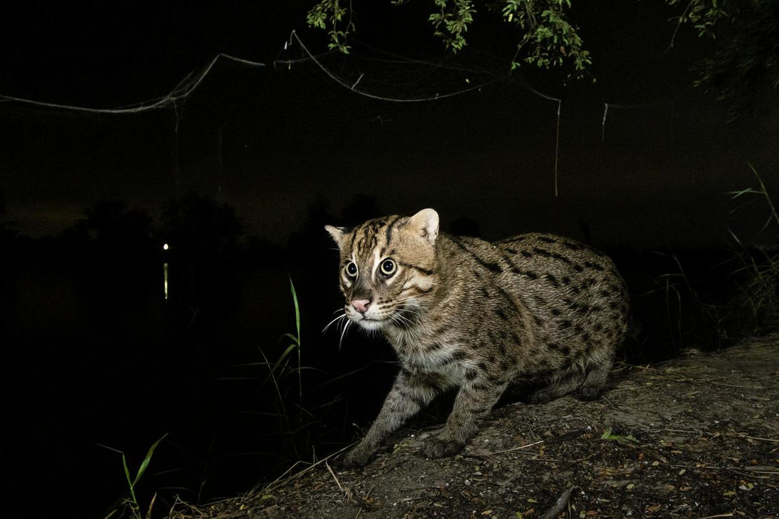 Fishing cat