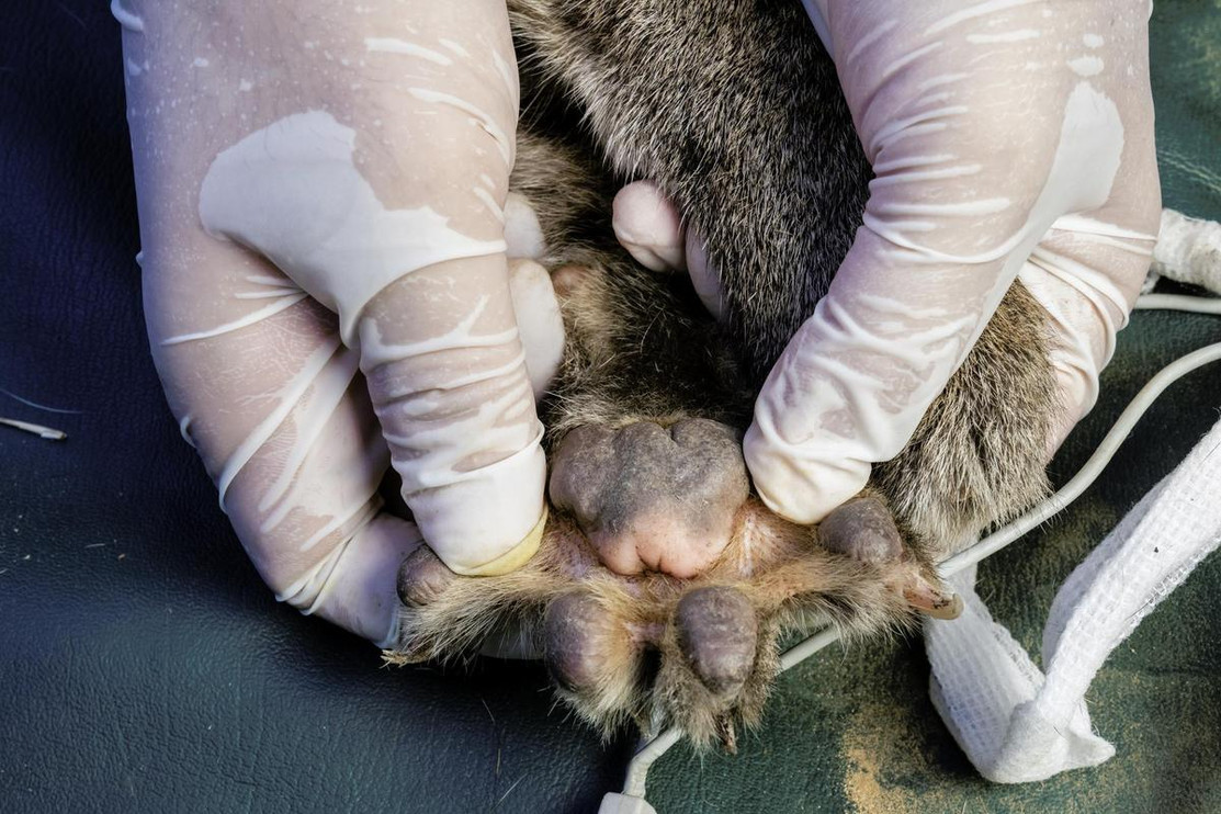 Fishing cat paw