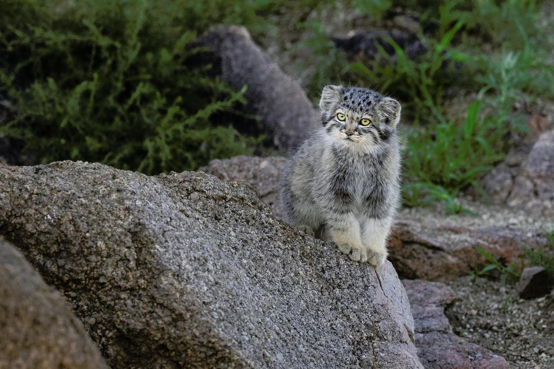 Pallas' cat