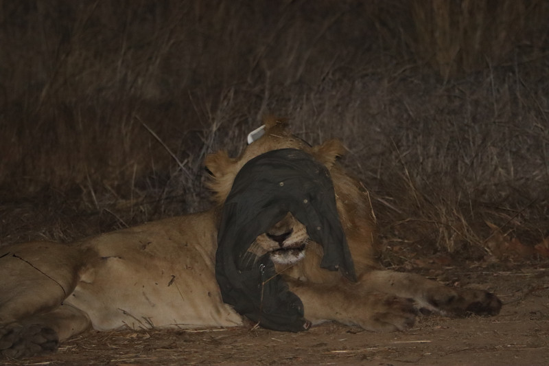 Lion asleep