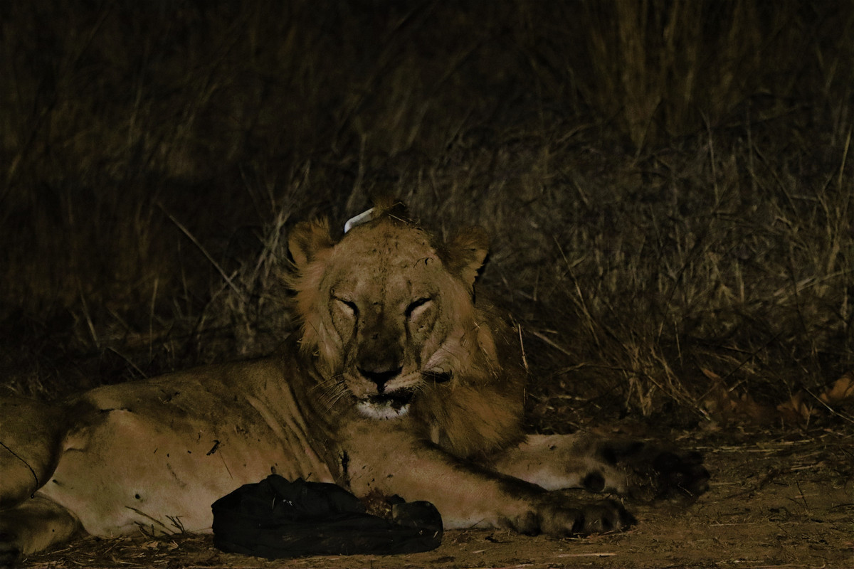 Lions