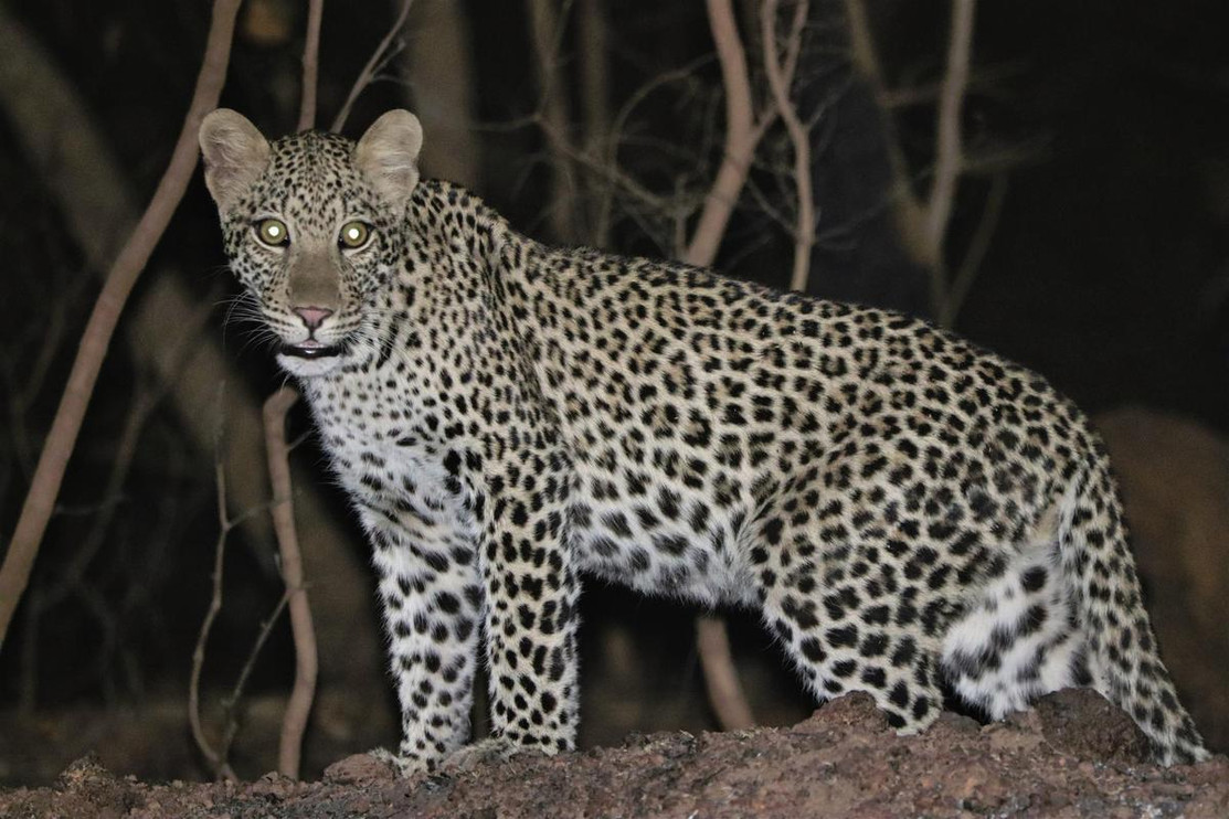 Leopard Senegl