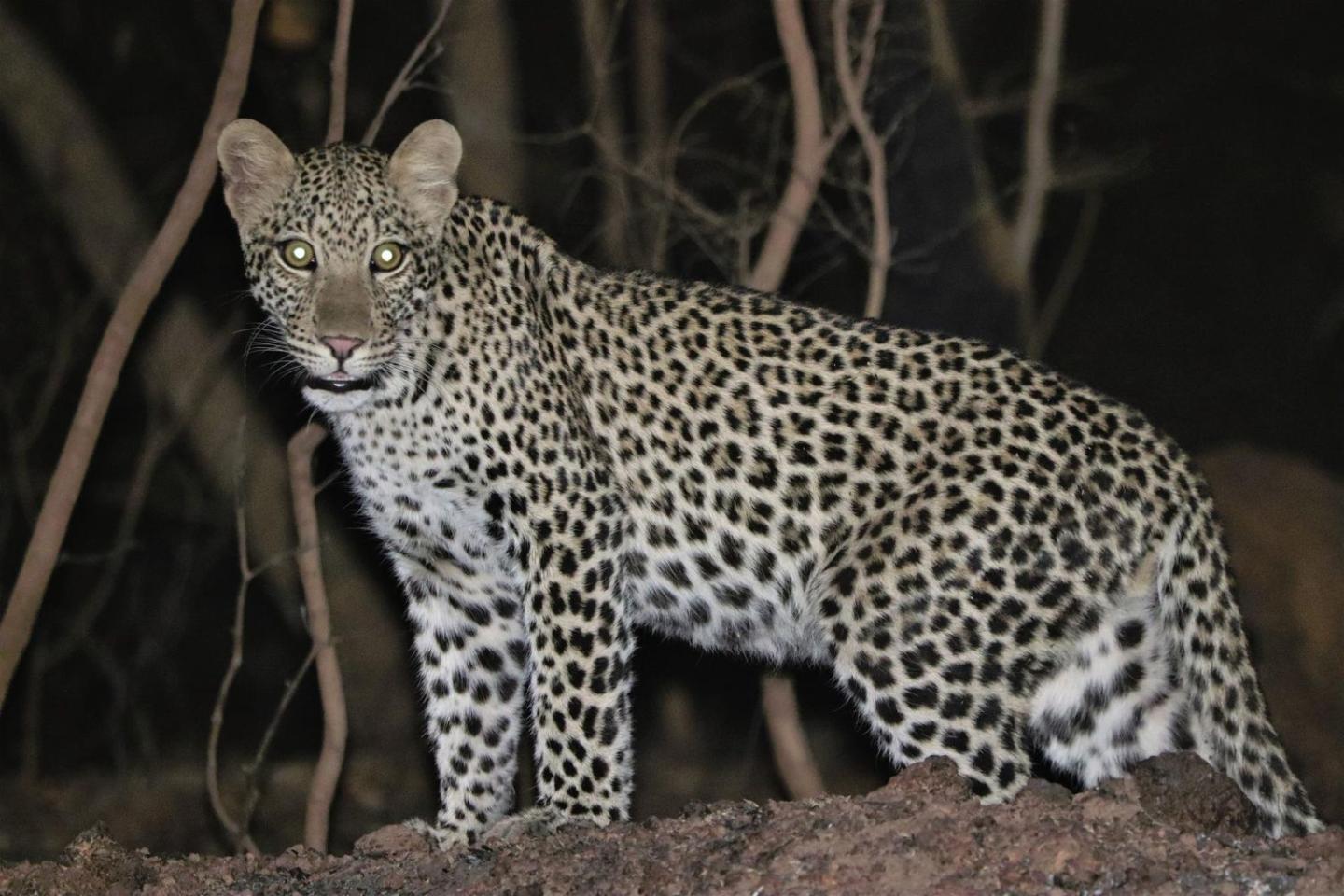Leopard