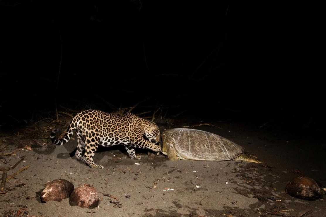 Jaguar with sea turtle