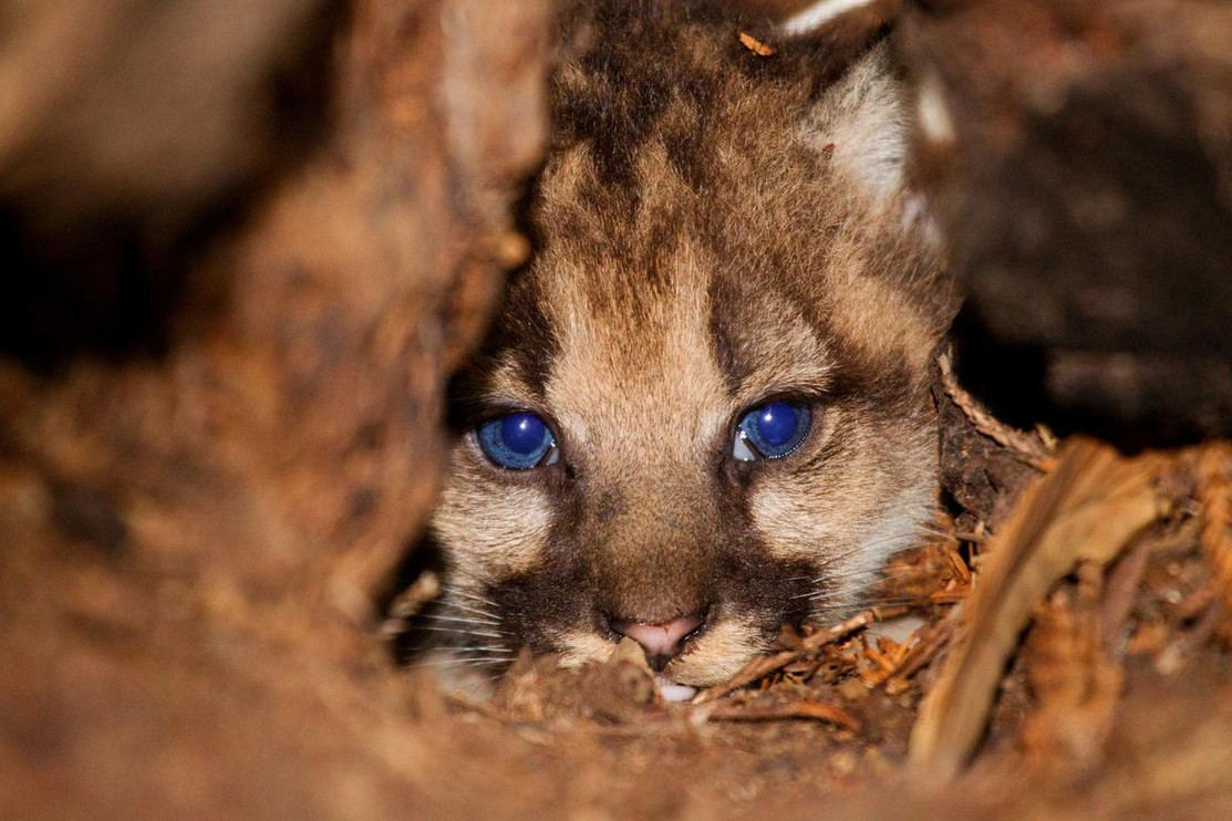 Puma kitten