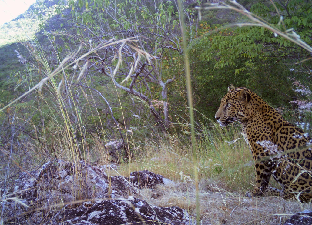 Jaguar