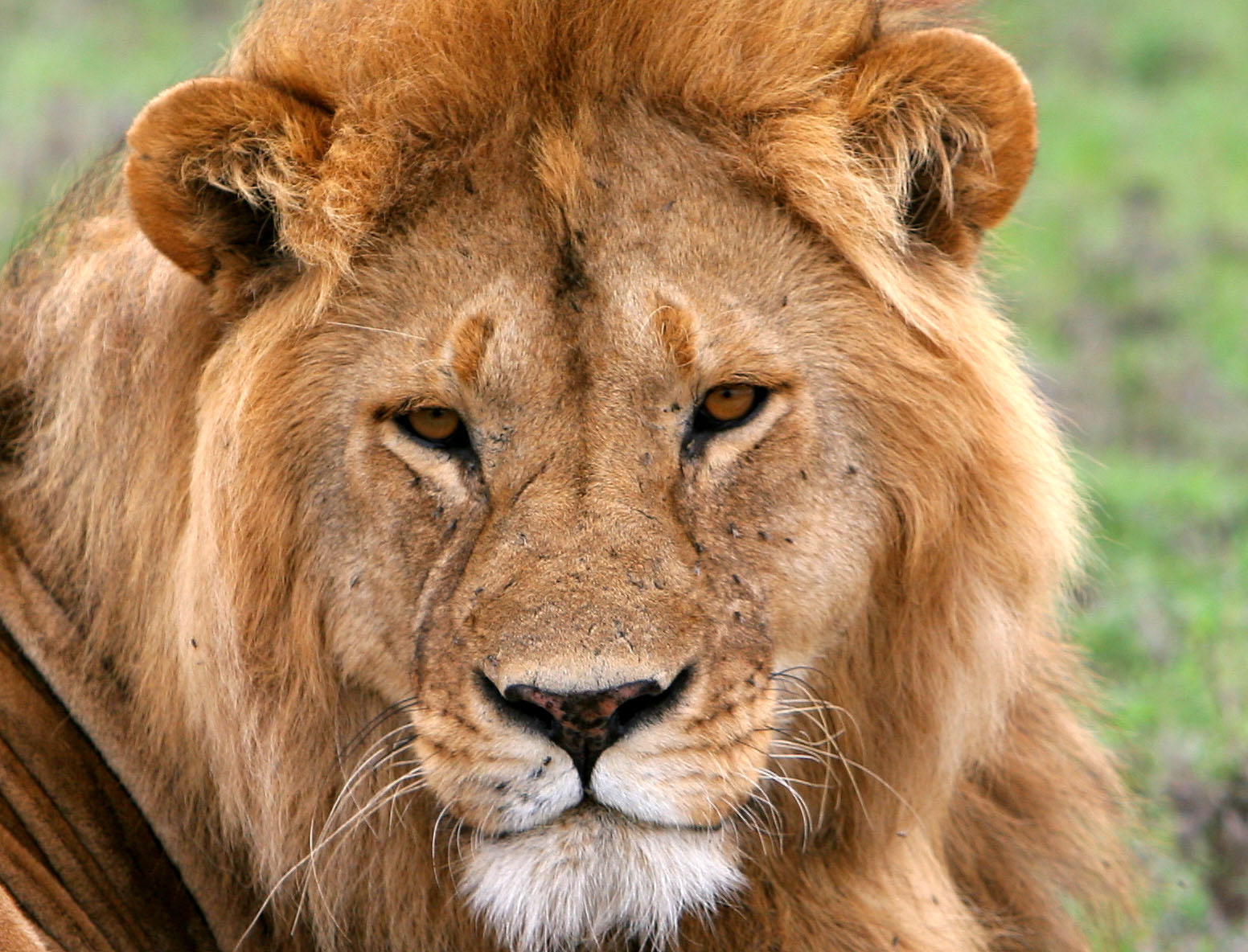 Lion face