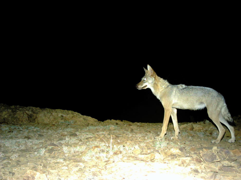 Arabian wolf