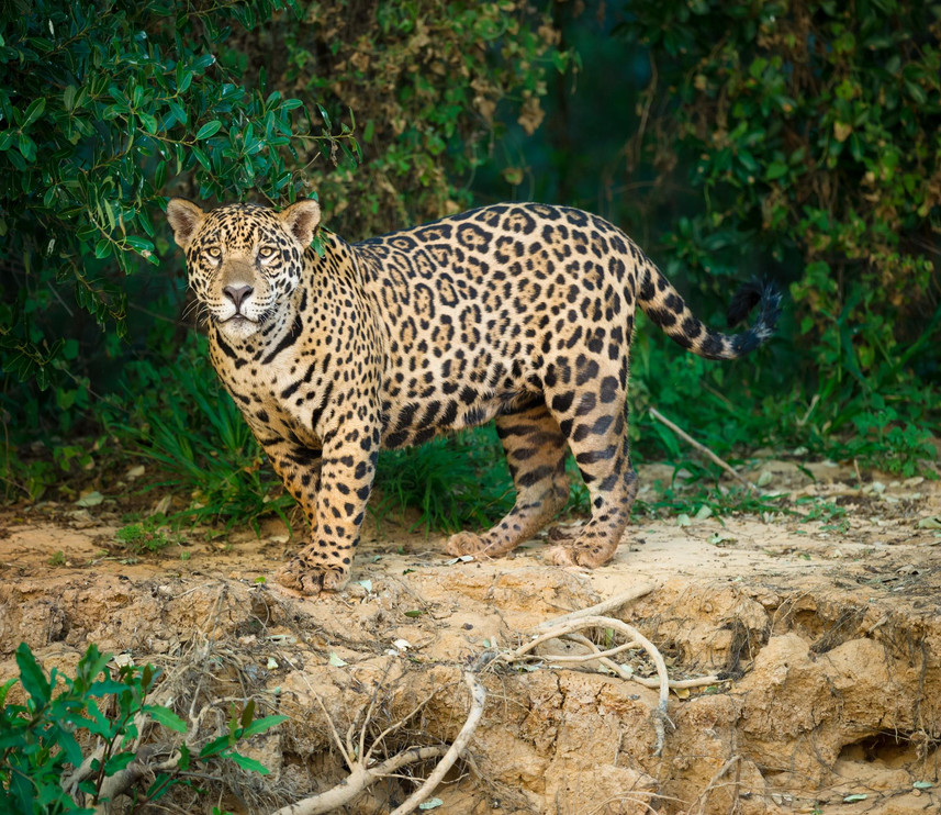 Jaguar on river bank