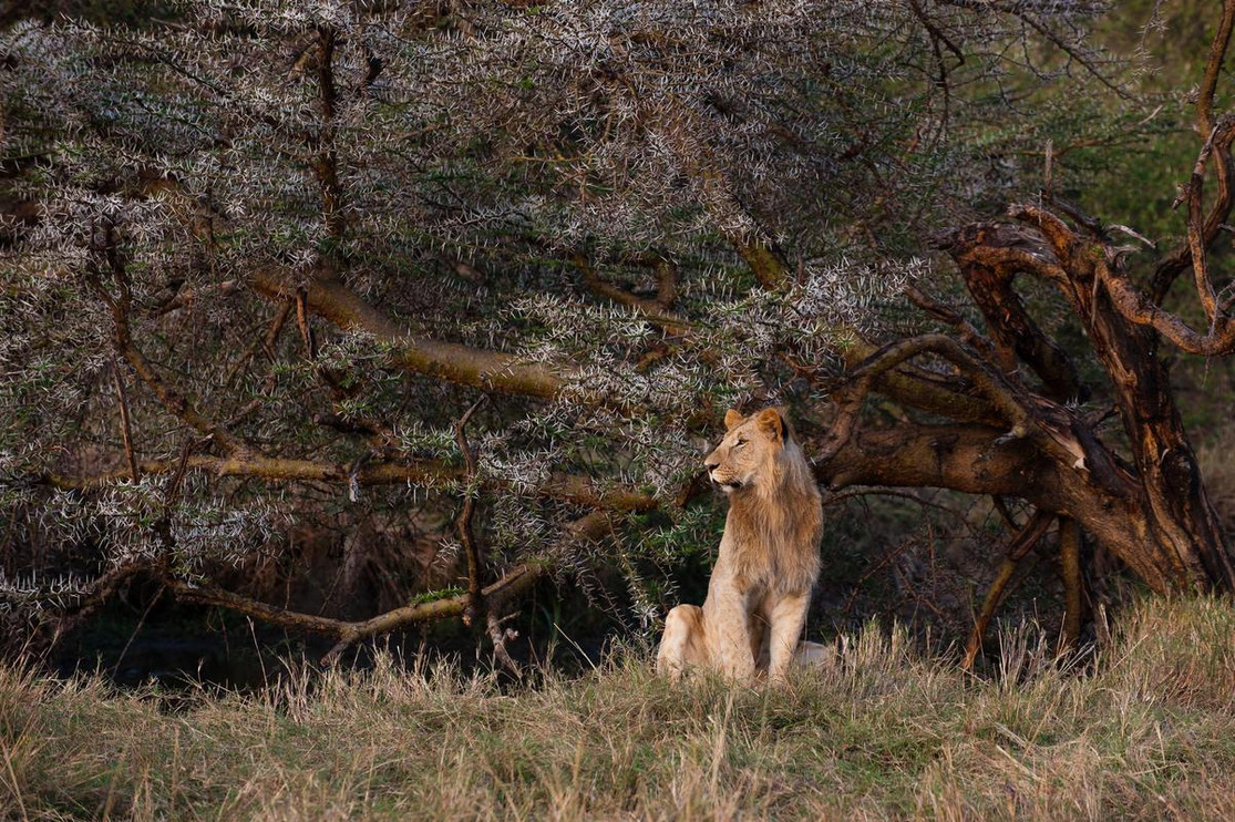 Lion