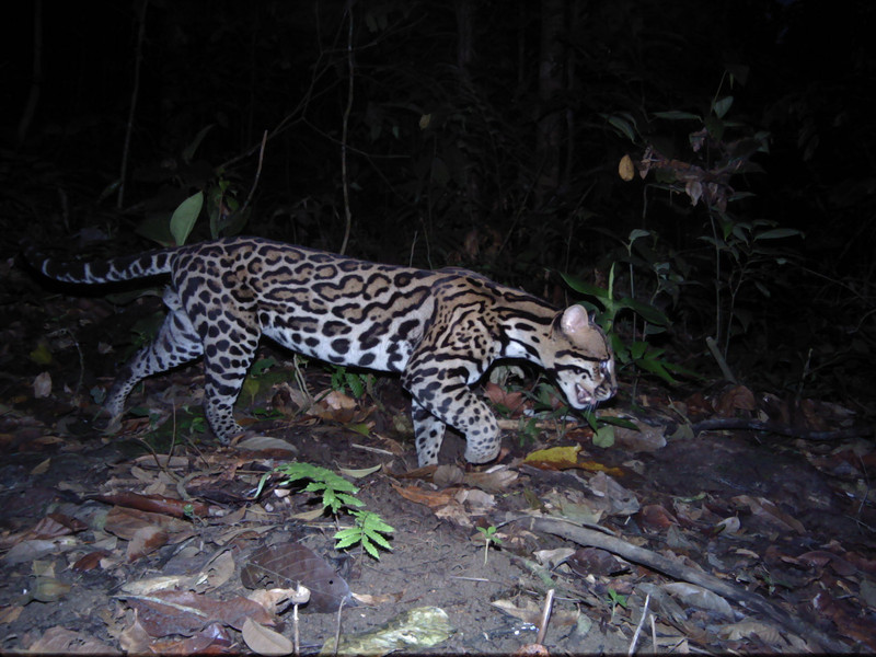 Ocelot 4