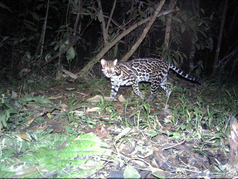 Ocelot 3
