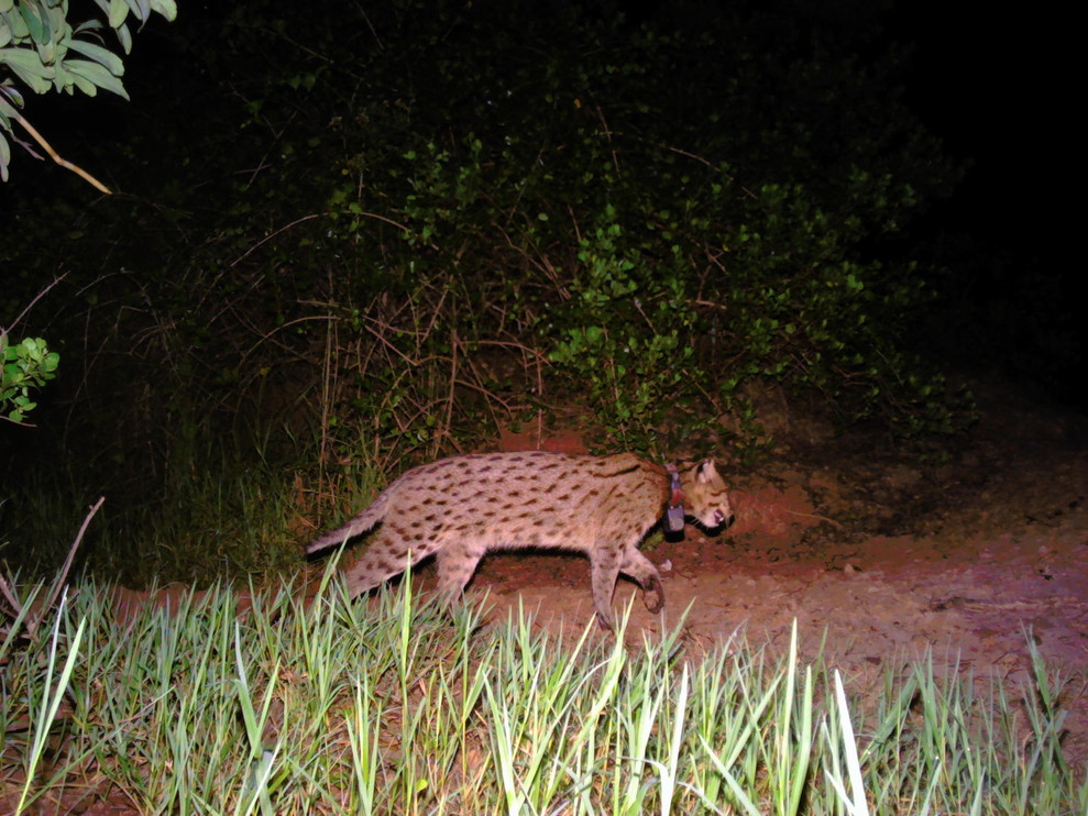 Fishing cat