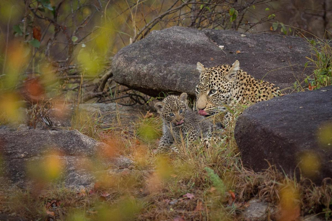 Mother and cub Sabi Sands