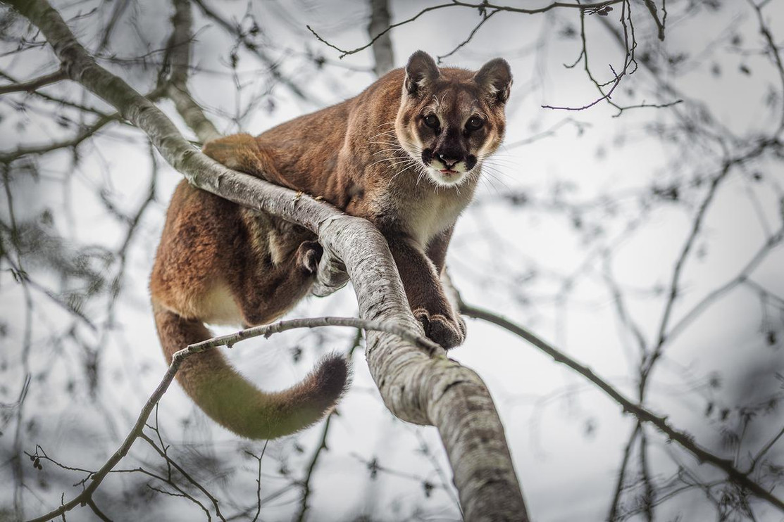 Puma
