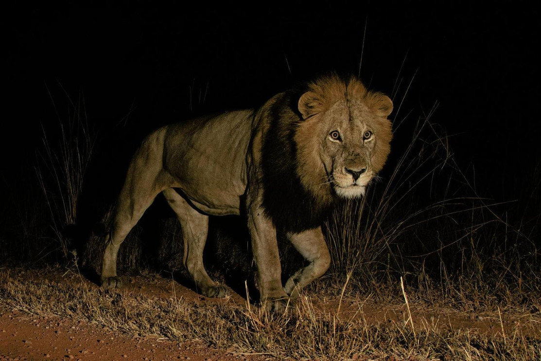 Lion