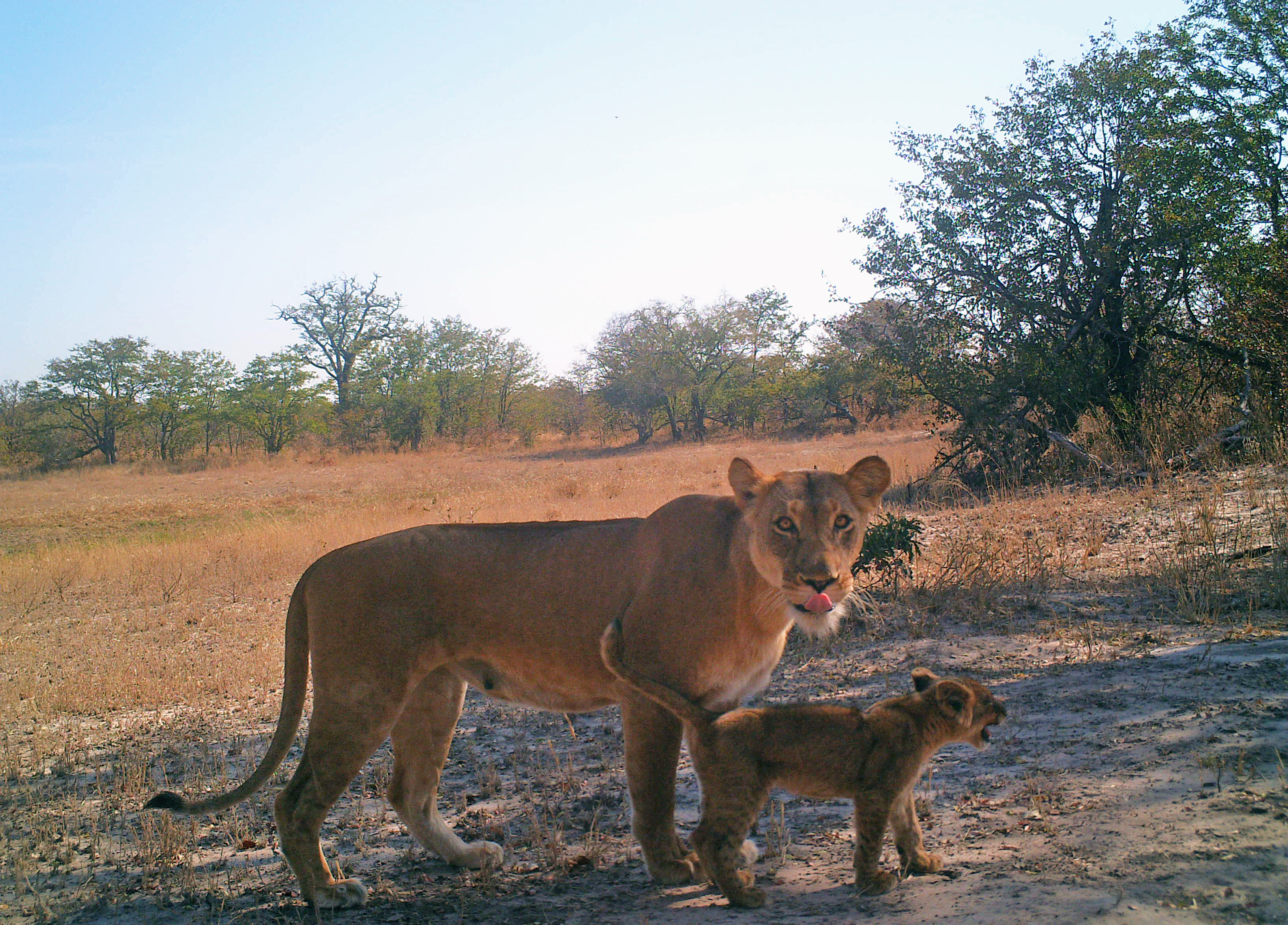 Maleni and cub.