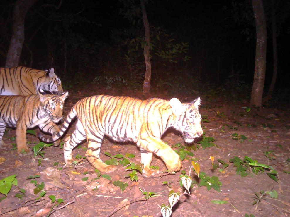 The tiger family