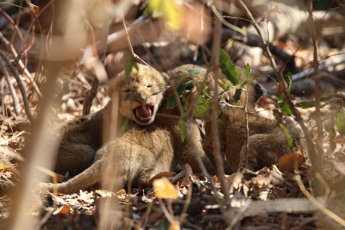 Lion cubs saved from fire, Zambia